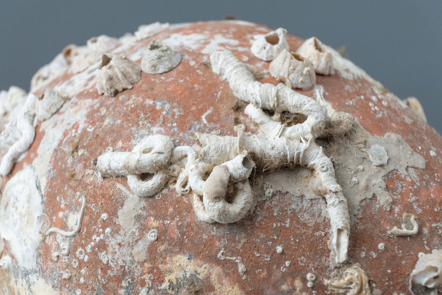 'Pisa' Sea Amphora