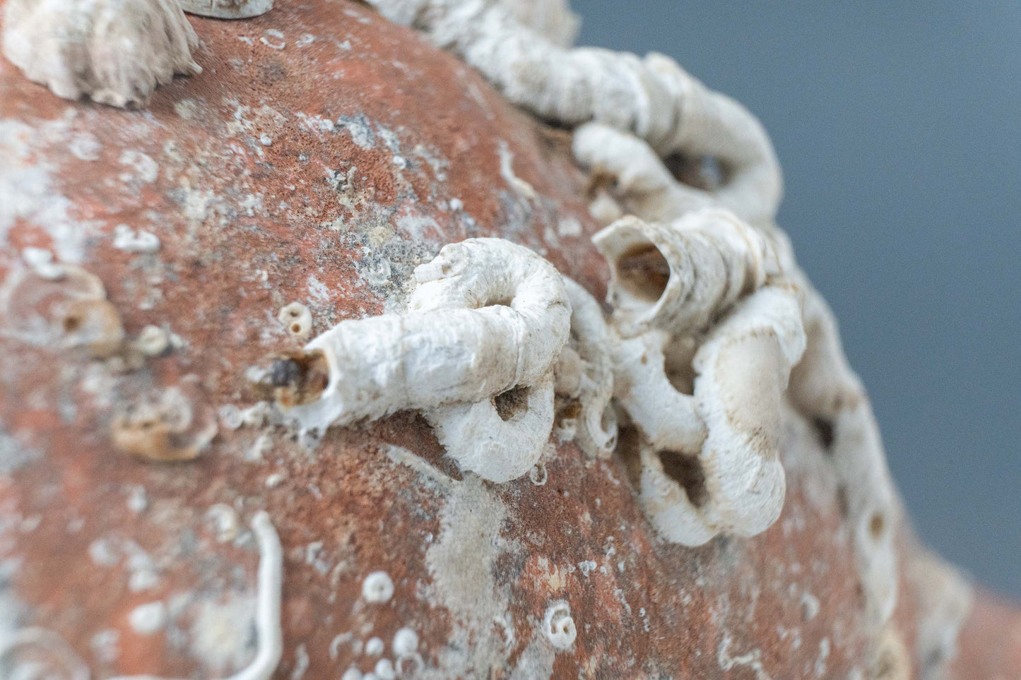 'Pisa' Sea Amphora