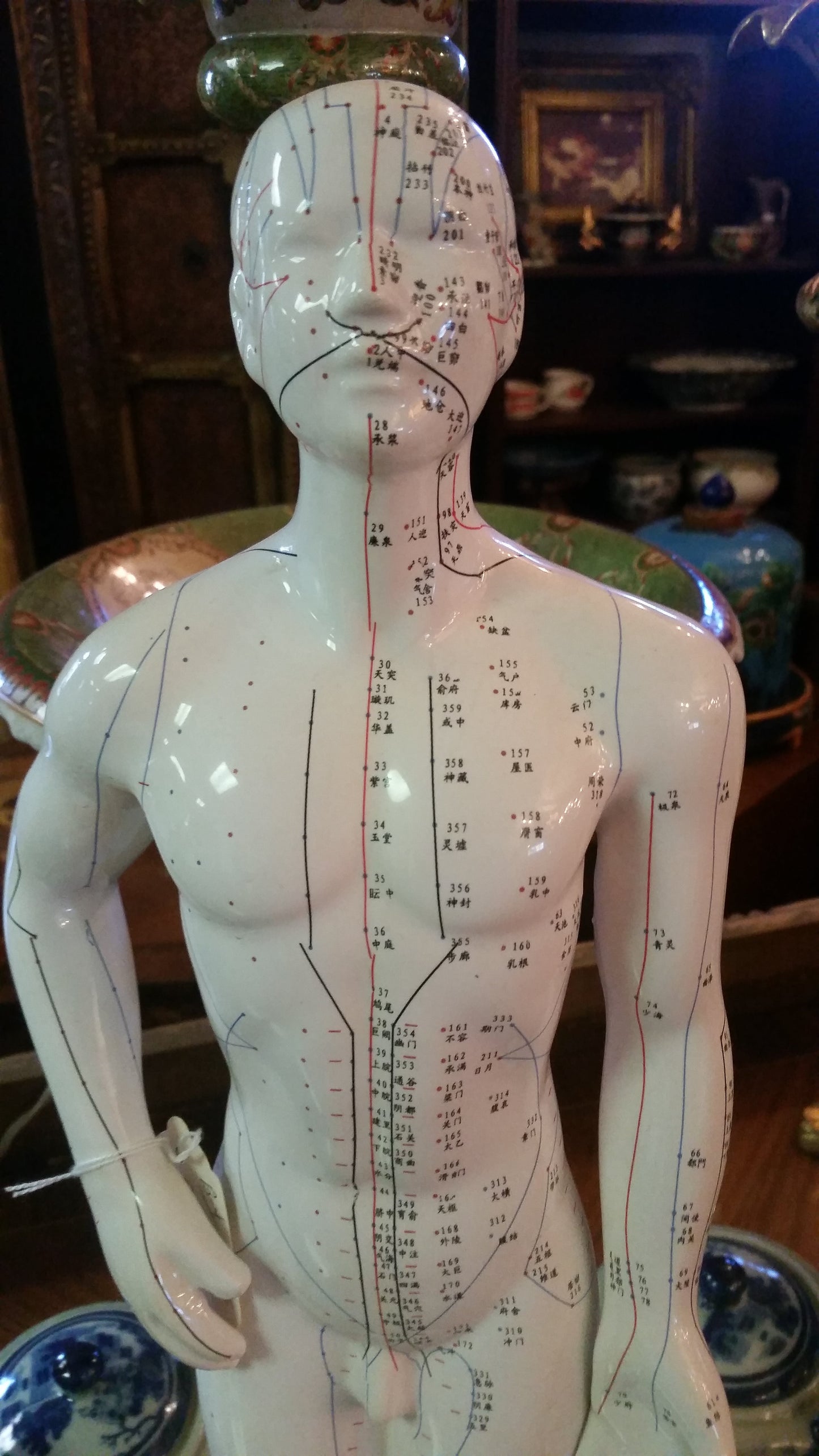 ANATOMY Acupuncture Human Structure