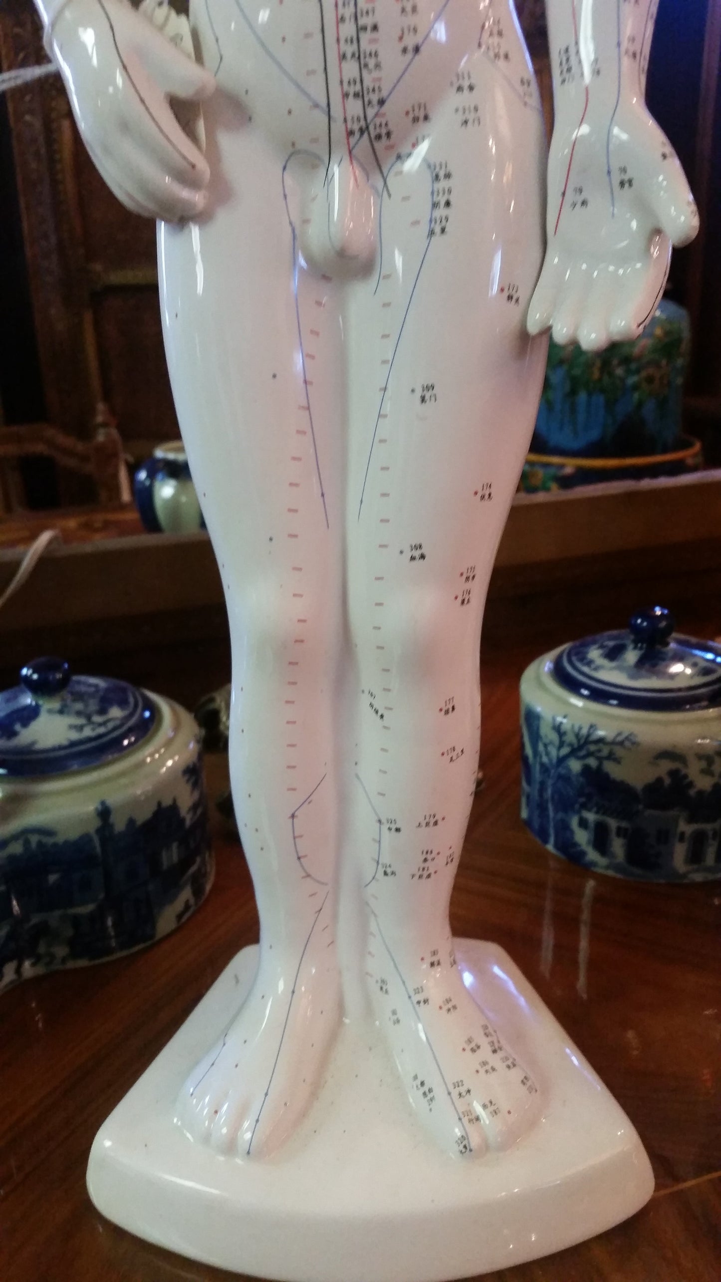 ANATOMY Acupuncture Human Structure