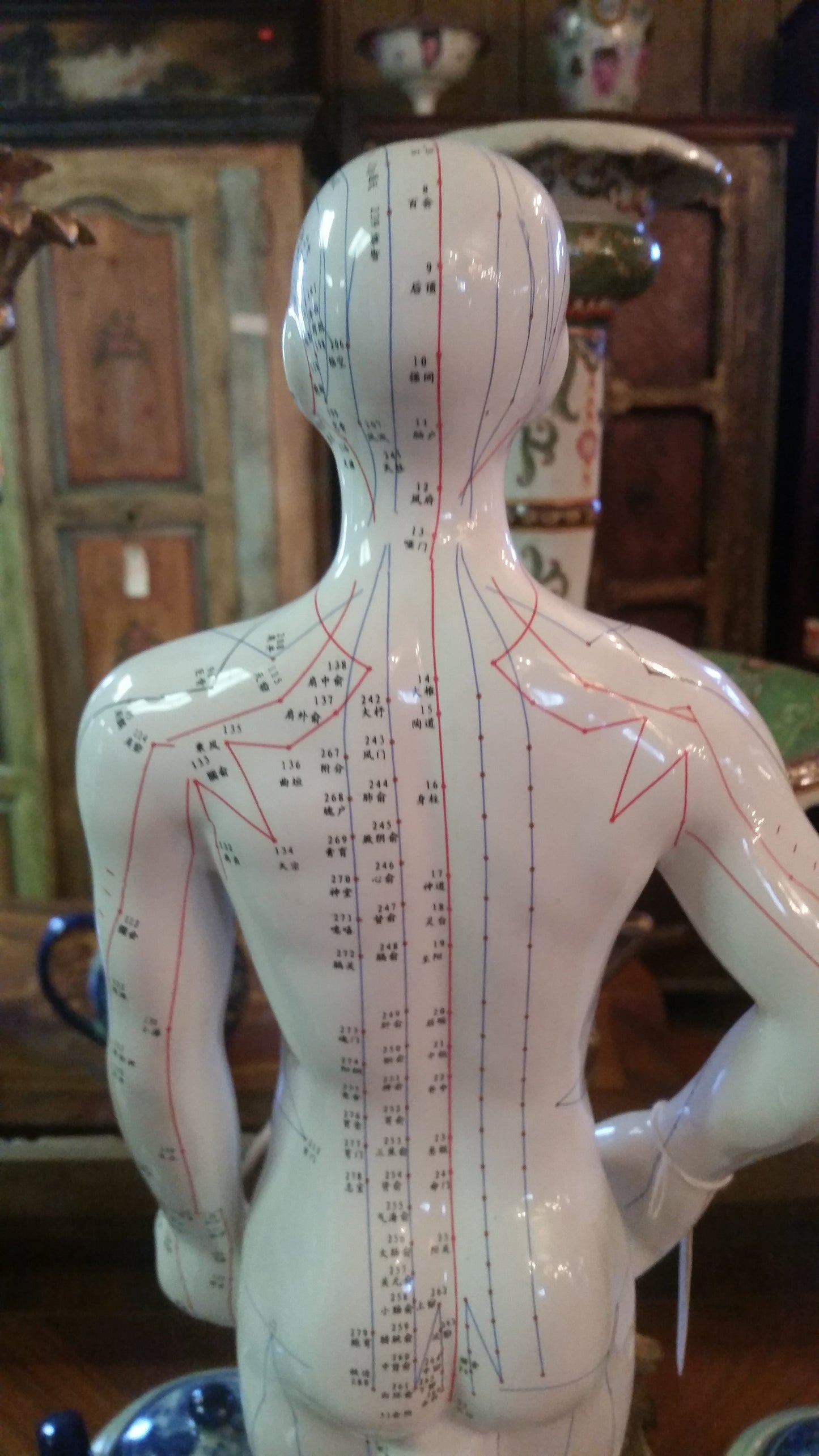 ANATOMY Acupuncture Human Structure