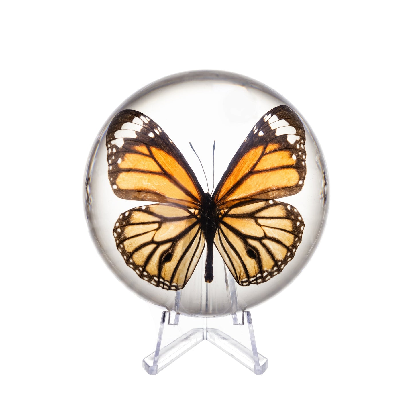 Real Common Tiger Butterfly in Acrylic Dome Paperweight