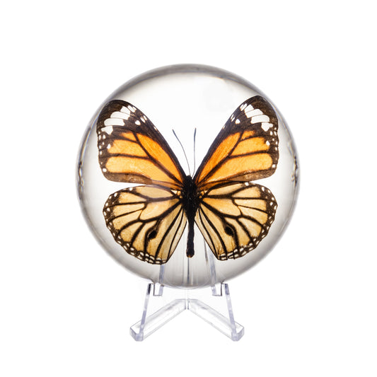 Real Common Tiger Butterfly in Acrylic Dome Paperweight