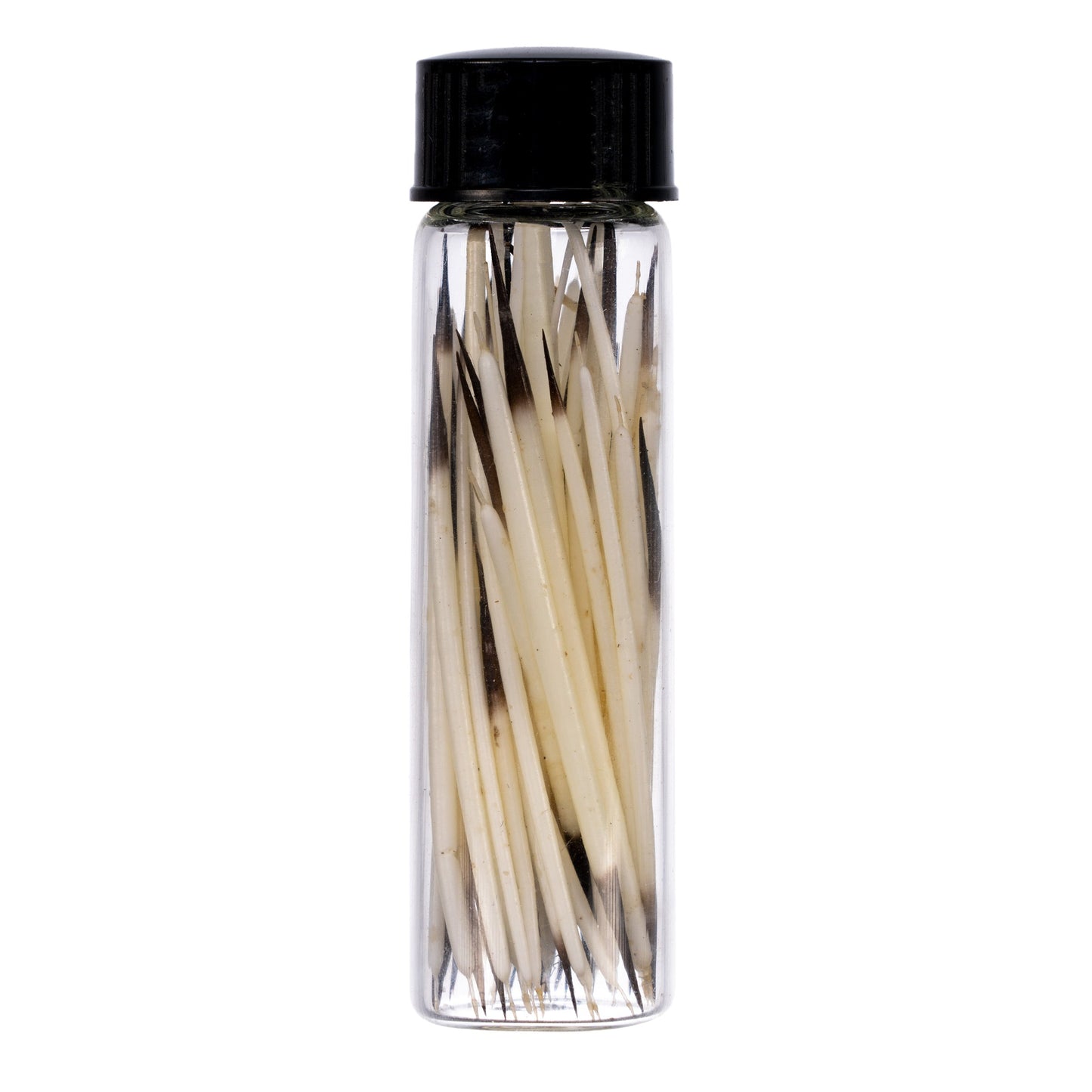 Real American Porcupine Quills - Extra Small