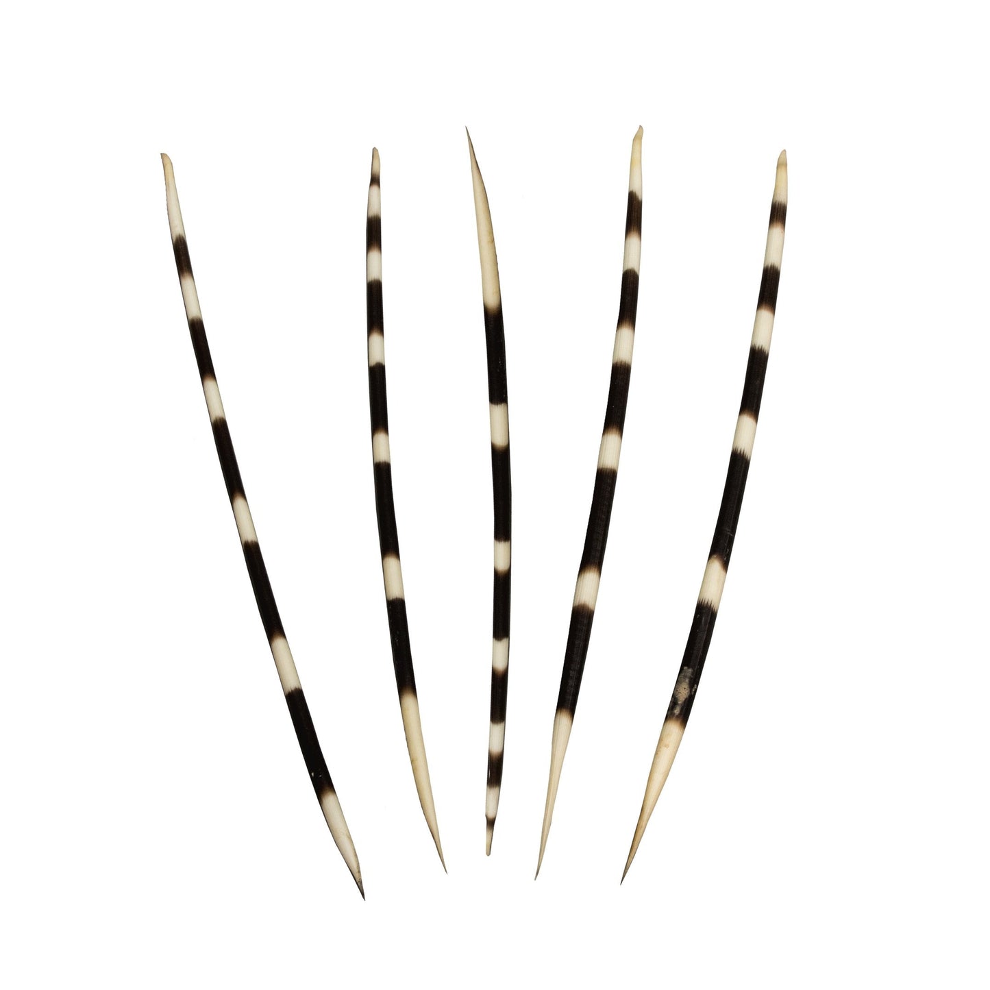 Real African Crested Porcupine Quill - Extra Large (10.5-17.5)