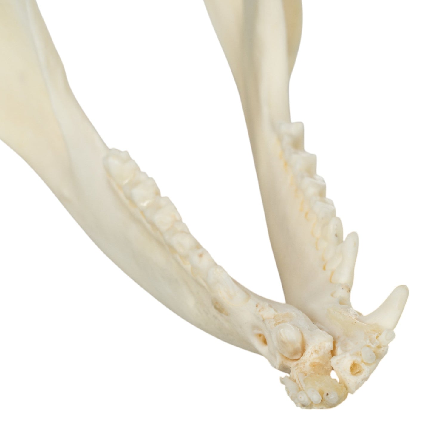 Real American Opossum Skull - Pathology
