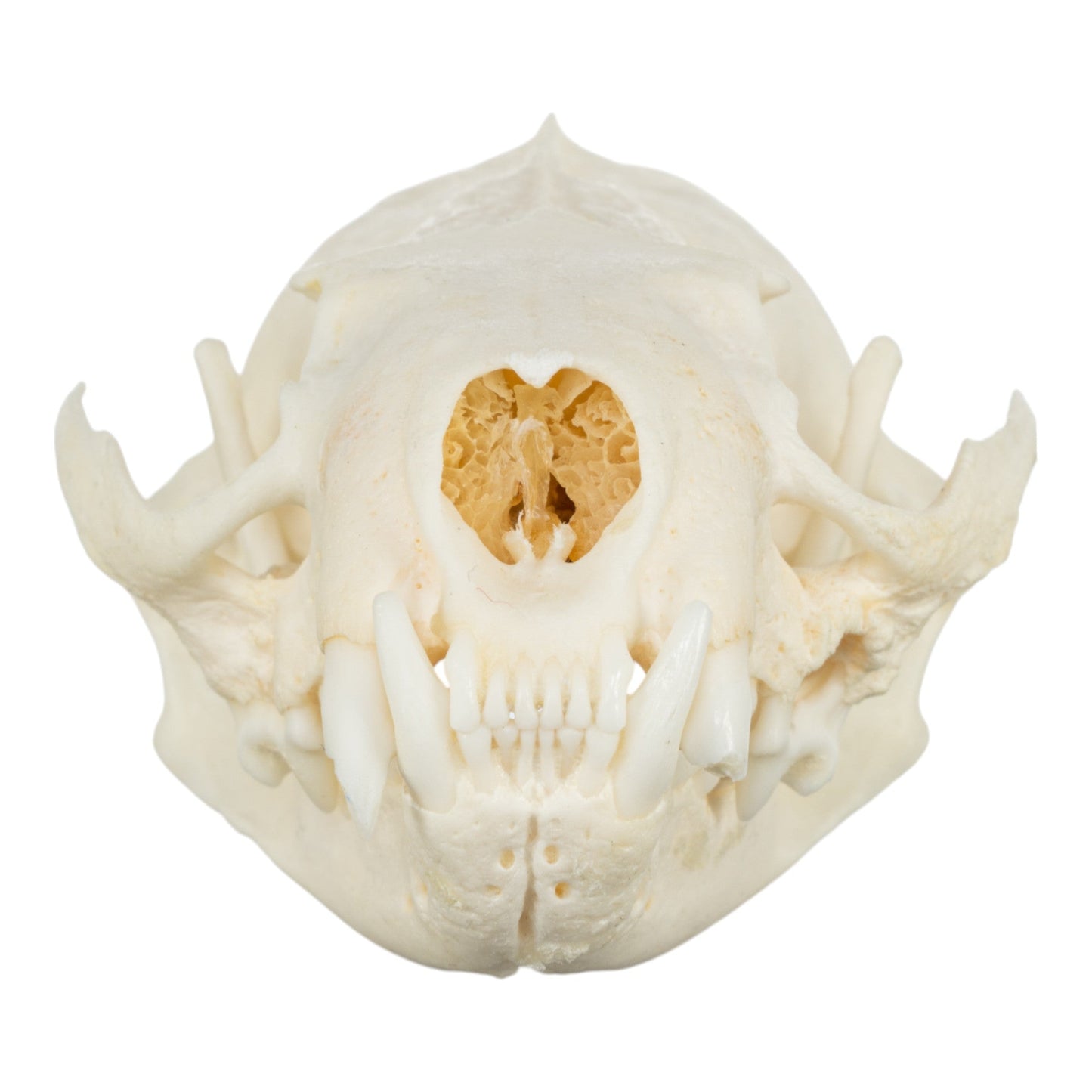 Real American Mink Skull - Periodontal