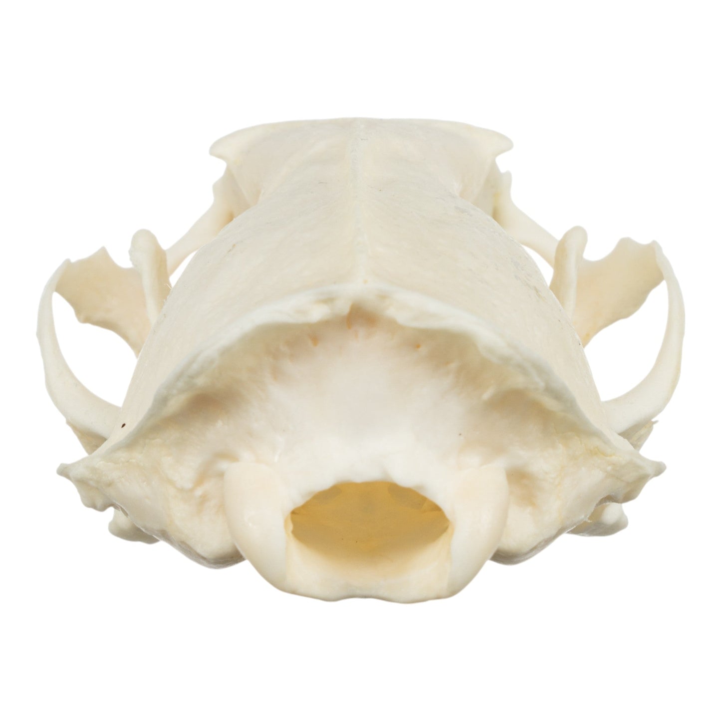 Real American Mink Skull - Periodontal
