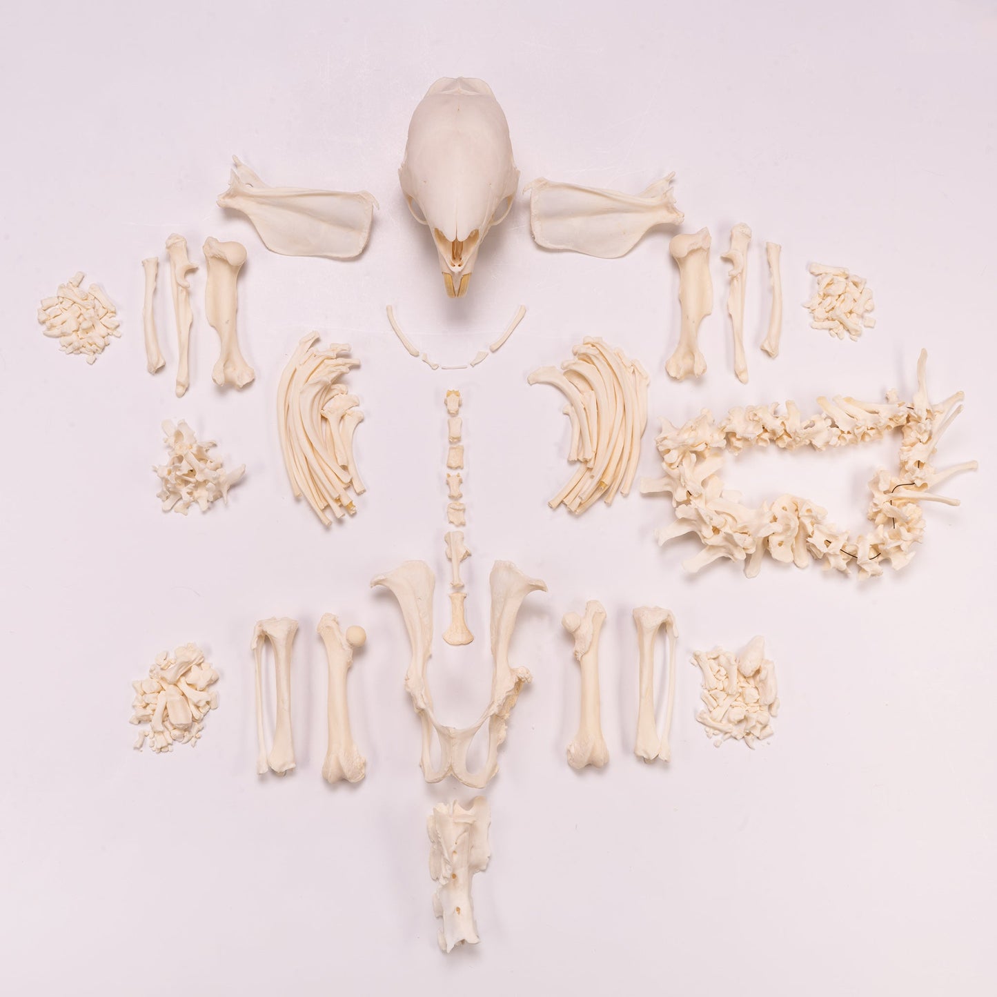 Real African Porcupine Skeleton - Disarticulated