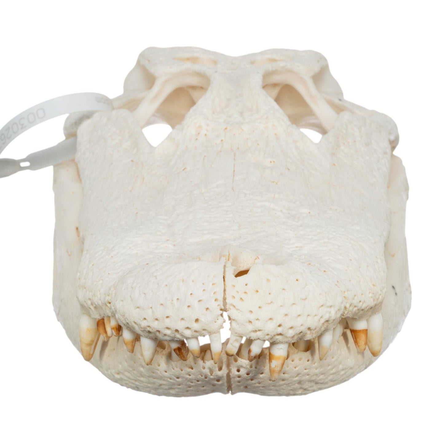 Real American Alligator Skull (15)