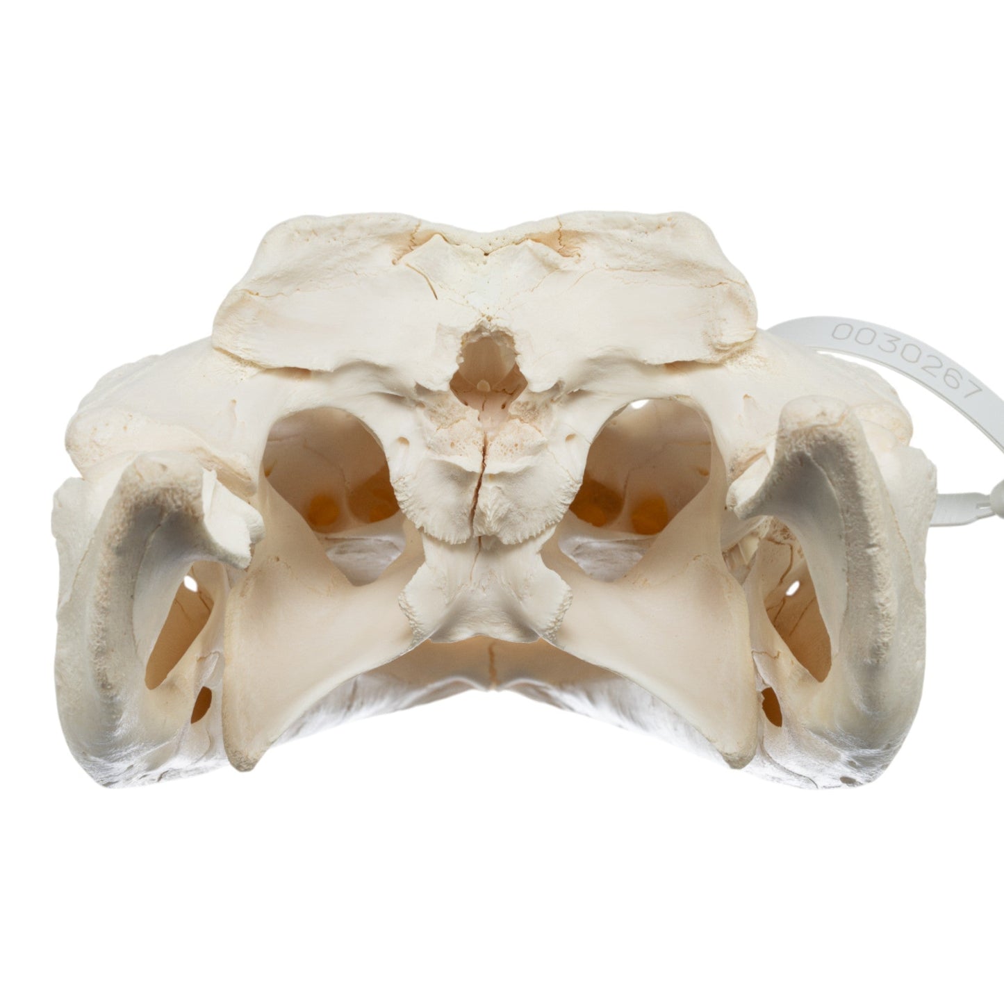 Real American Alligator Skull (15)