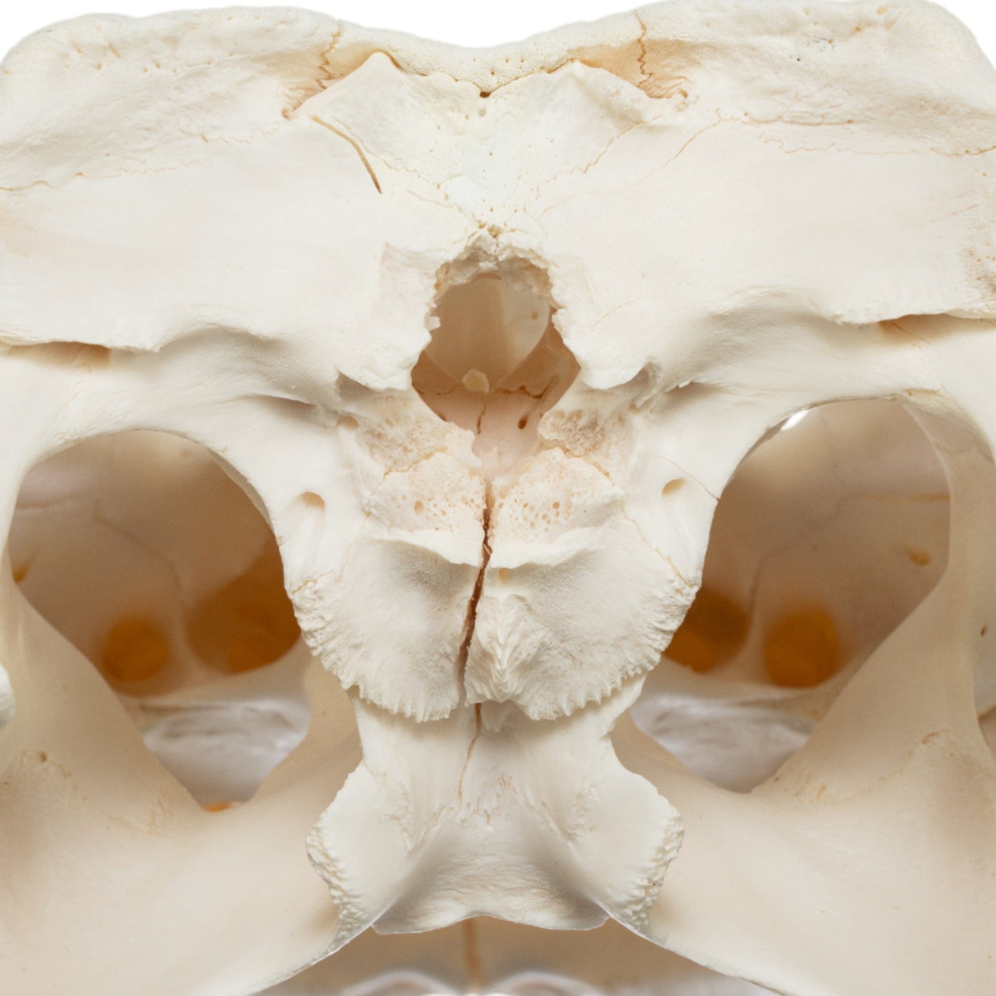 Real American Alligator Skull (15)