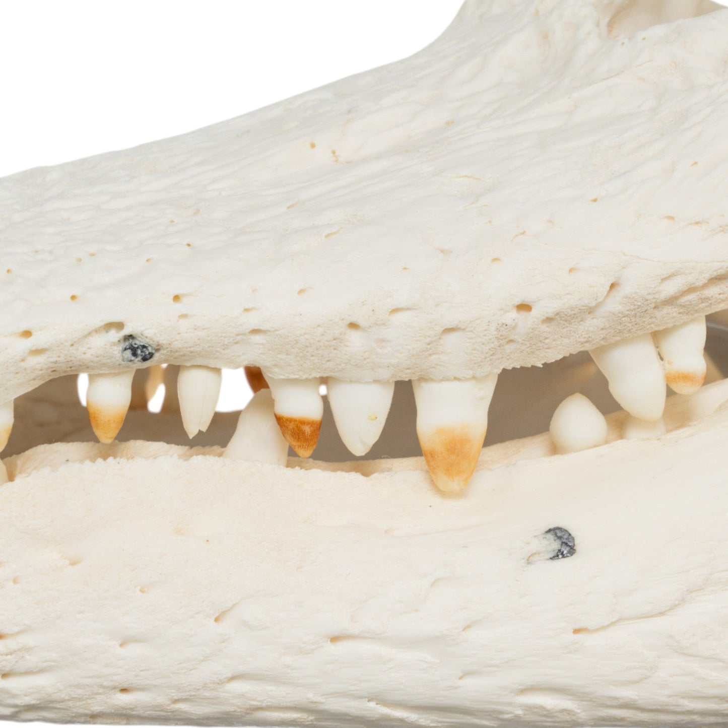 Real American Alligator Skull (15)