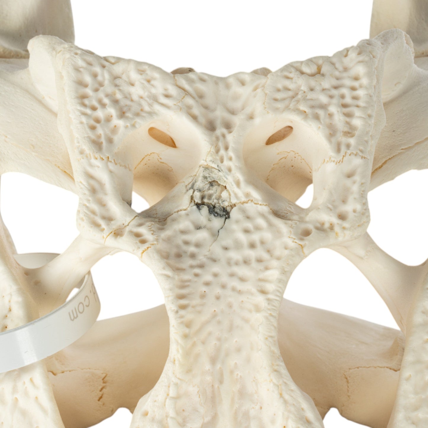 Real American Alligator Skull (14.6)