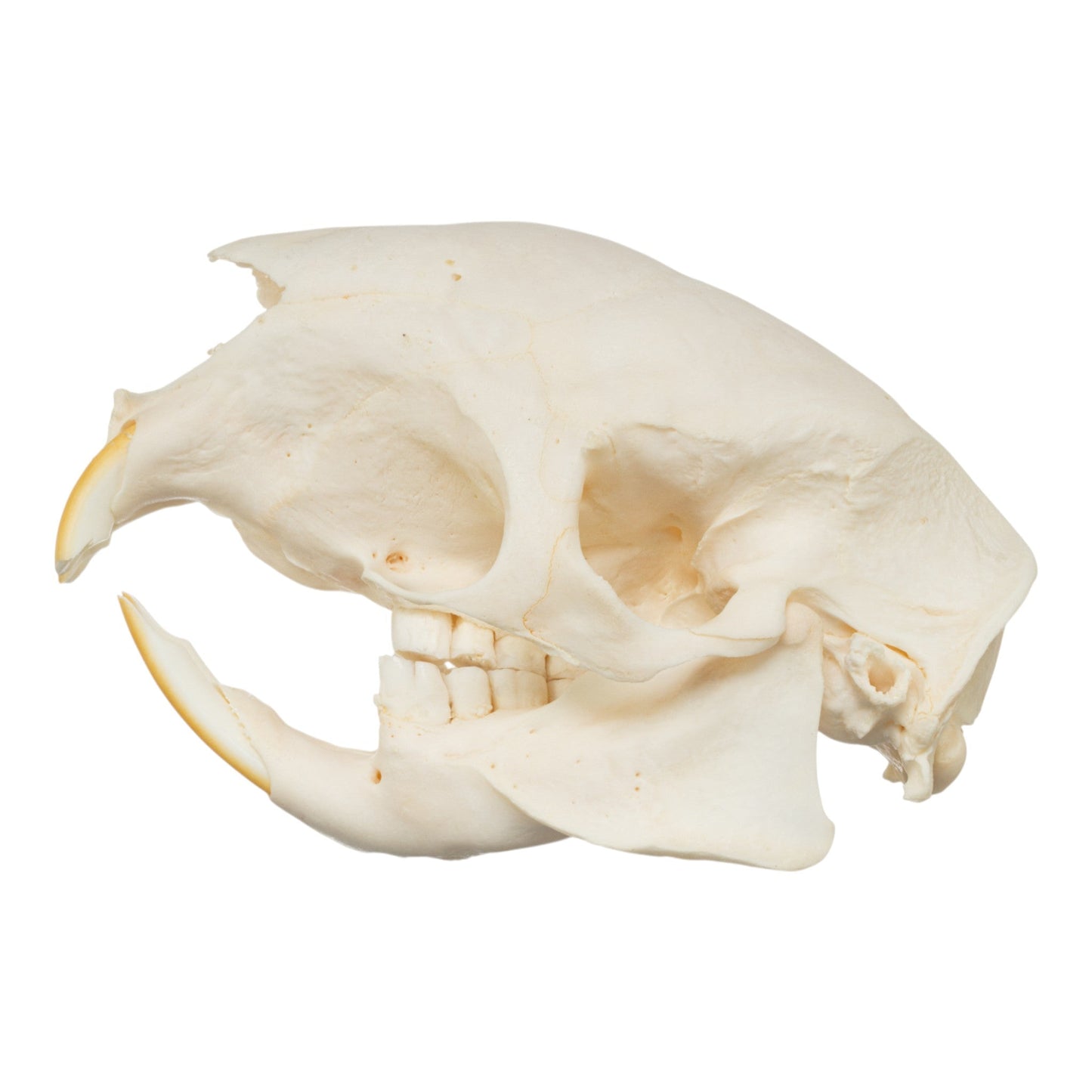 Real African Crested Porcupine Skeleton - Disarticulated