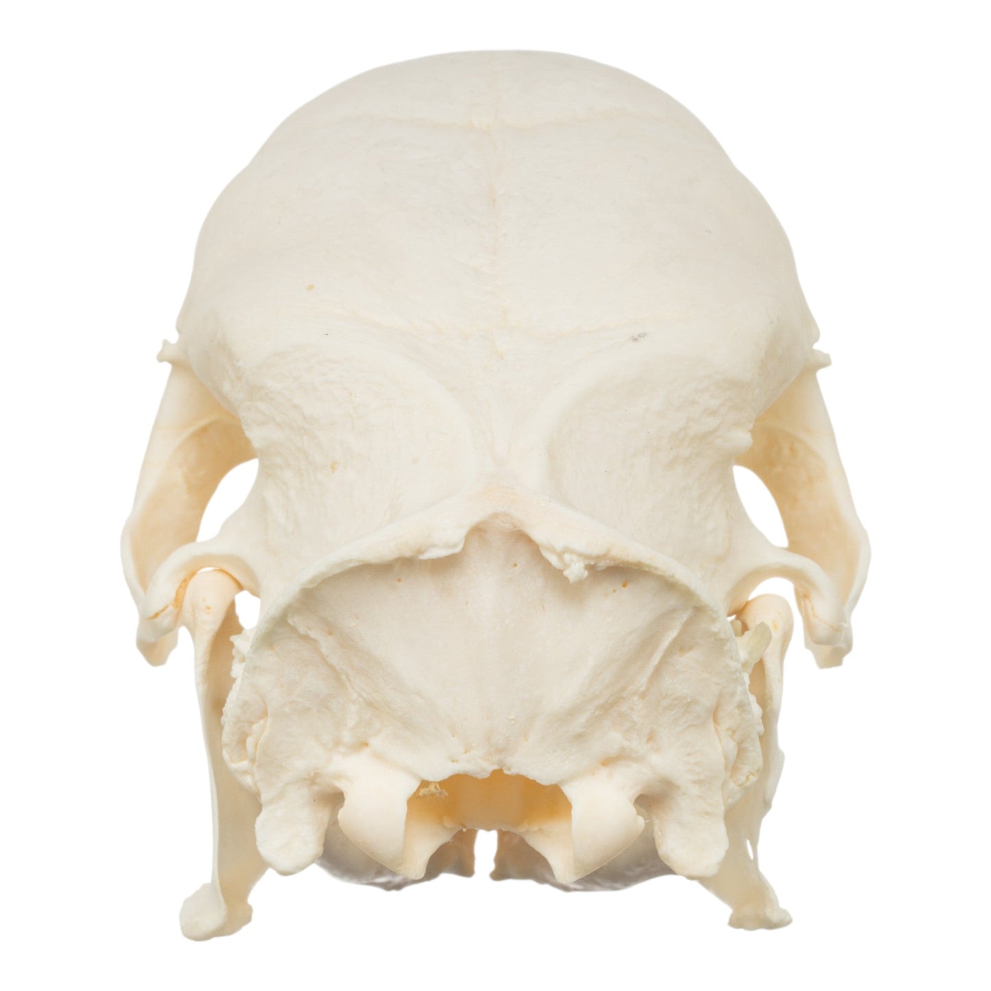 Real African Crested Porcupine Skeleton - Disarticulated
