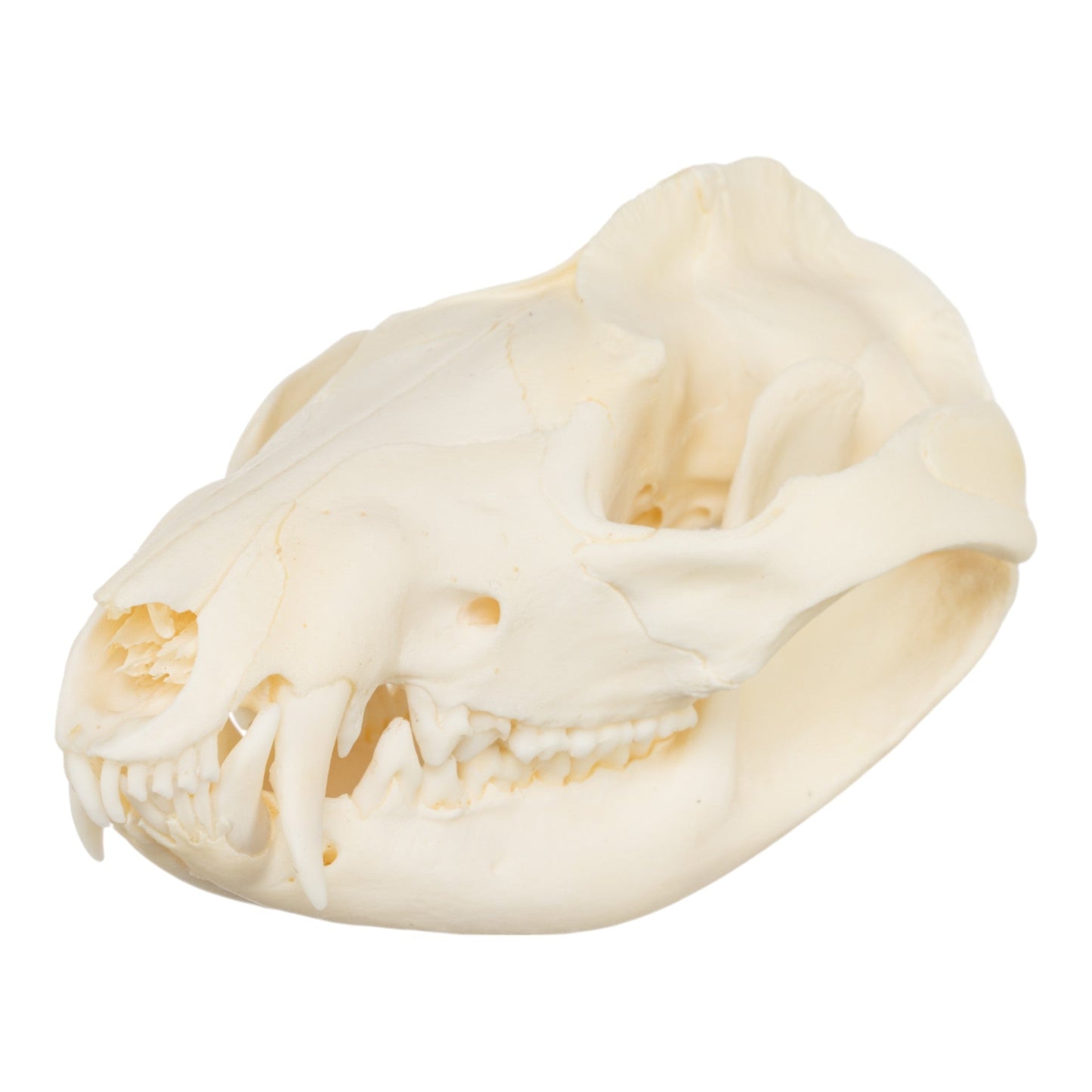 Real American Opossum Skull