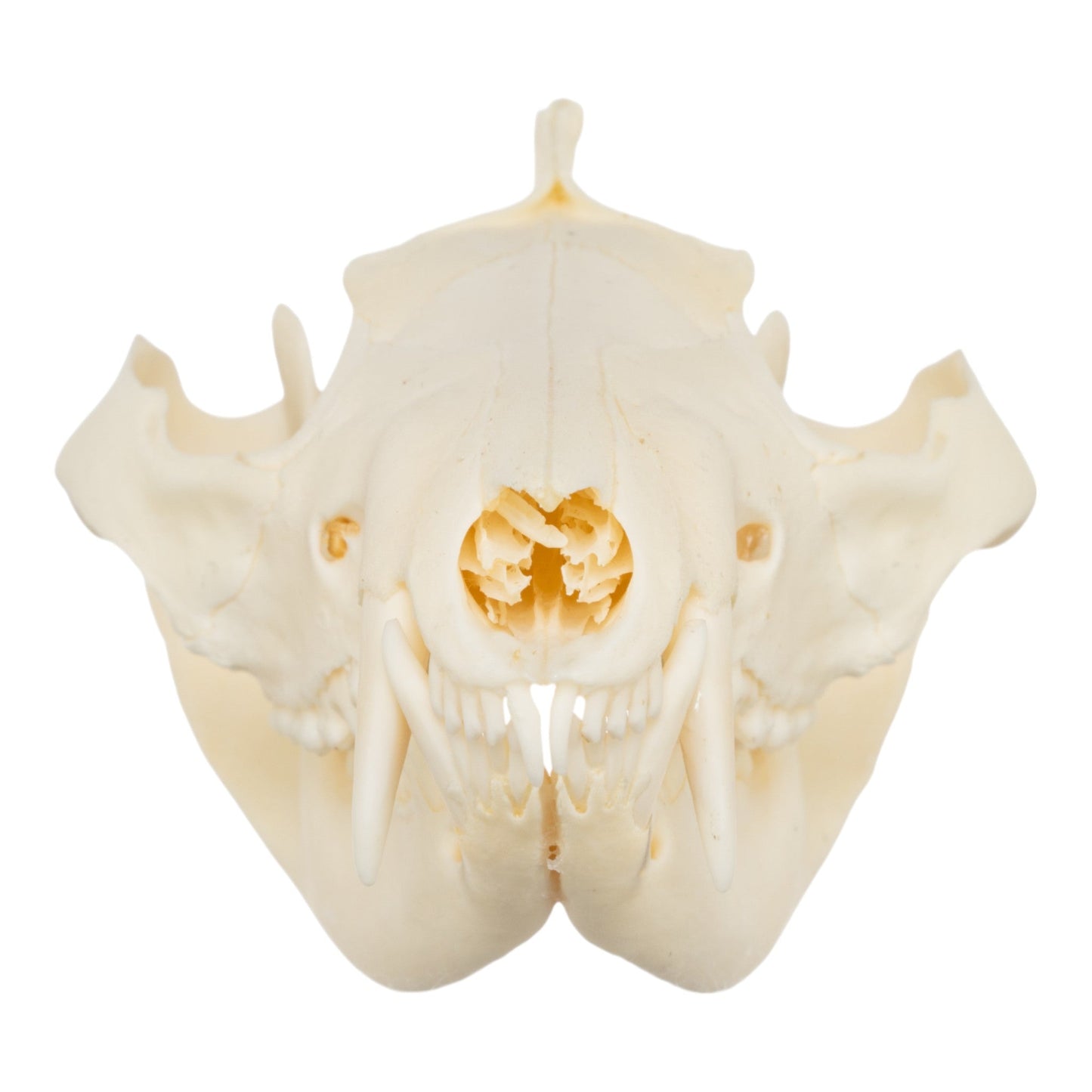 Real American Opossum Skull