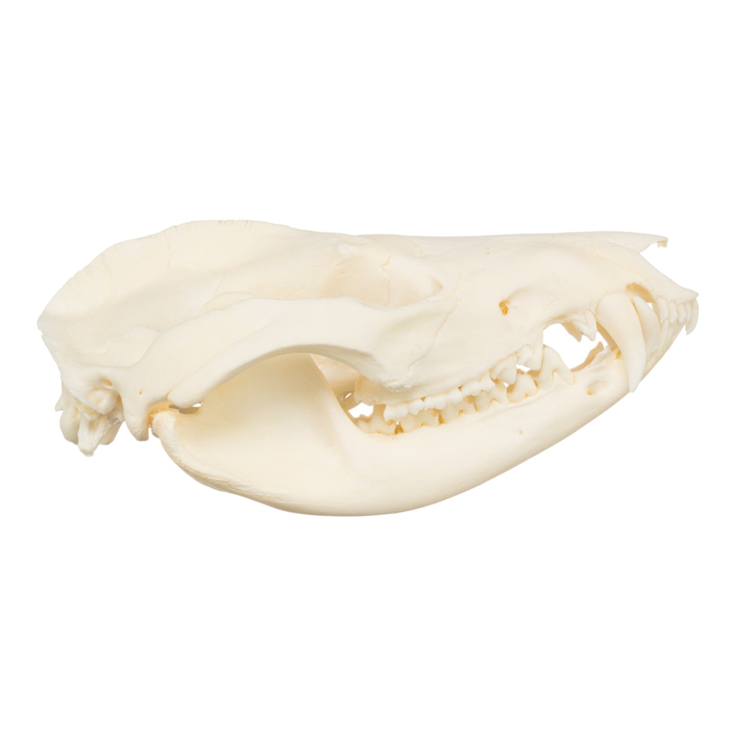 Real American Opossum Skull
