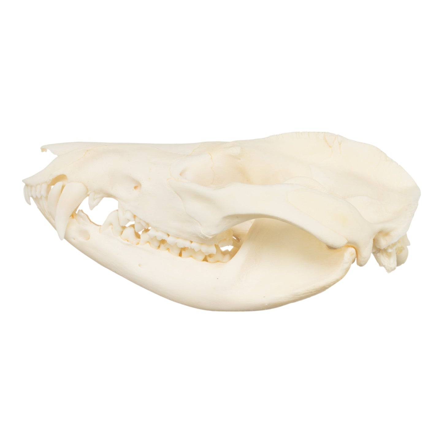 Real American Opossum Skull