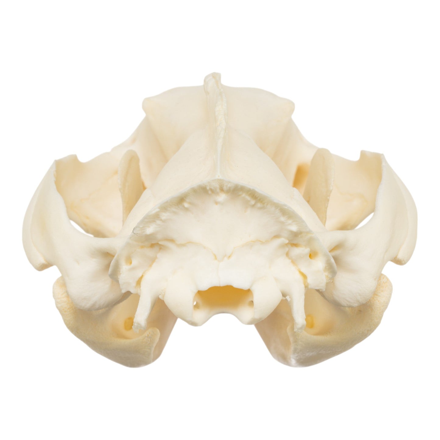 Real American Opossum Skull