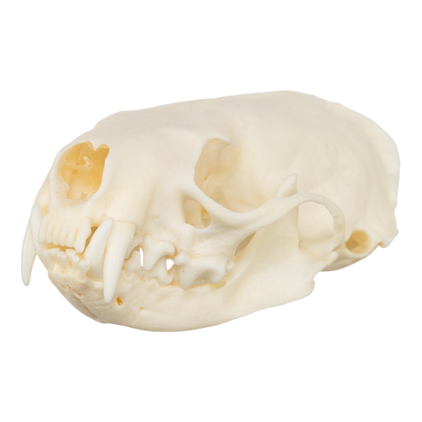 Real American Mink Skull