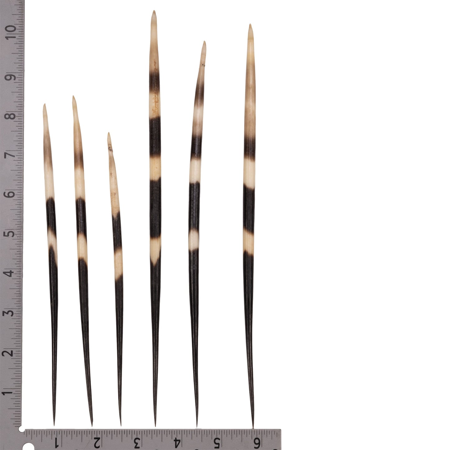 Real African Crested Porcupine Quill - Large (7.0-10.4) - Single