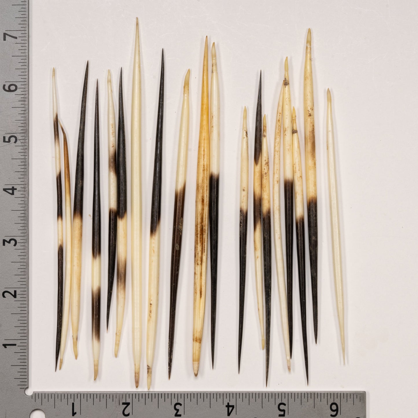 Real African Crested Porcupine Quill - Medium (4.5-7) - Single