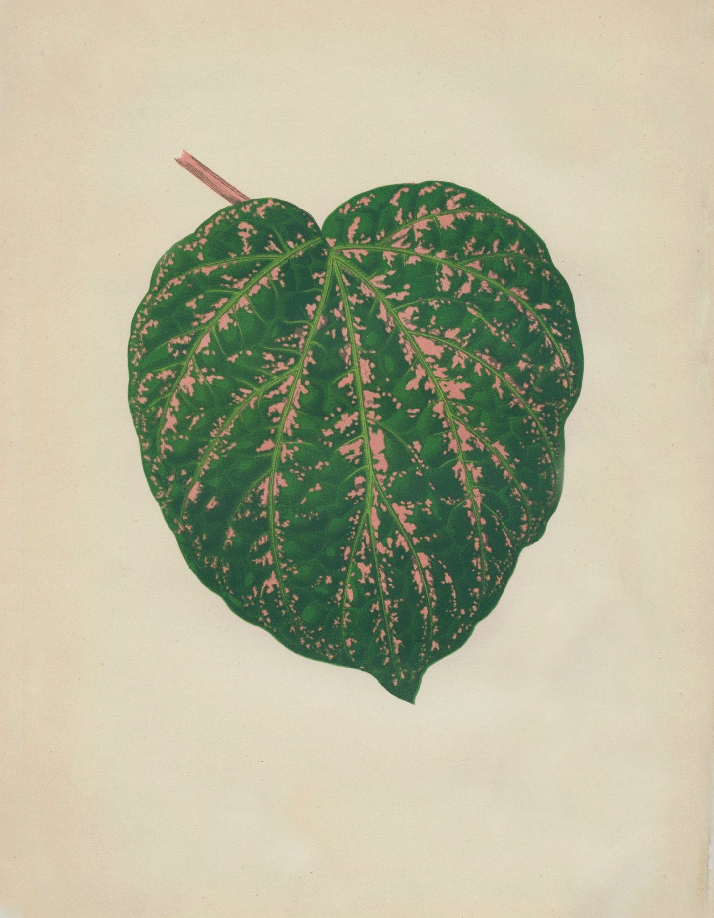 Piper porphyrophyllum (Cissus Porphyrophyllus) Print