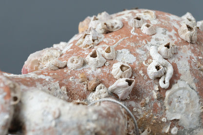 'Pisa' Sea Amphora