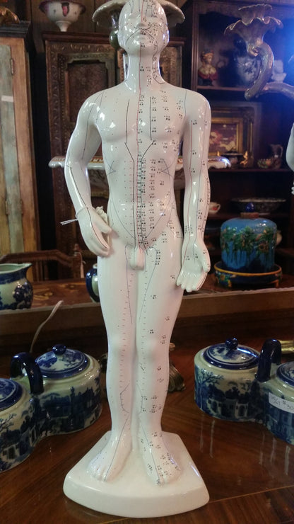 ANATOMY   Acupuncture Human Structure