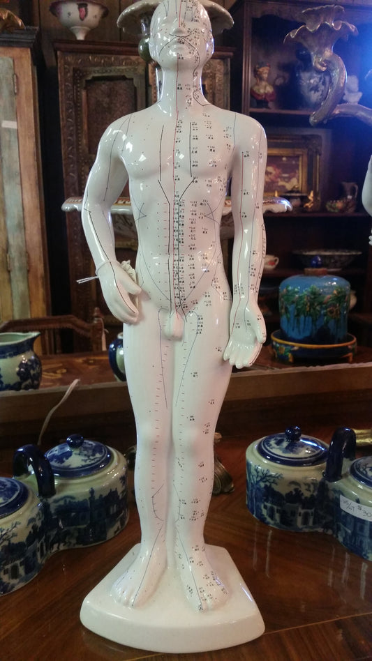 ANATOMY   Acupuncture Human Structure