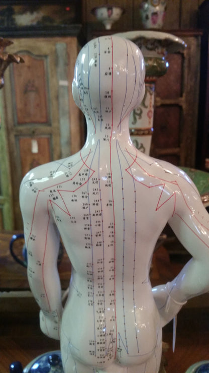 ANATOMY   Acupuncture Human Structure