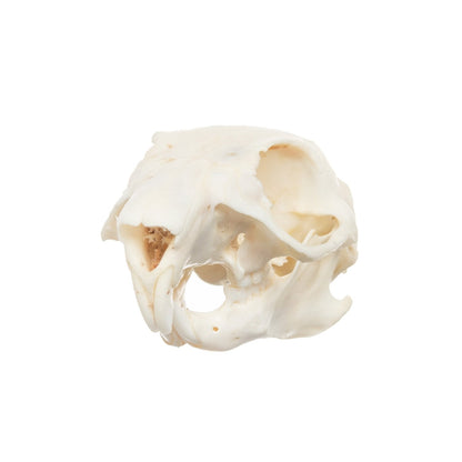 Real African Ground Squirrel Skull