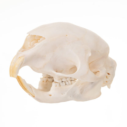 Real African Porcupine Skeleton - Disarticulated