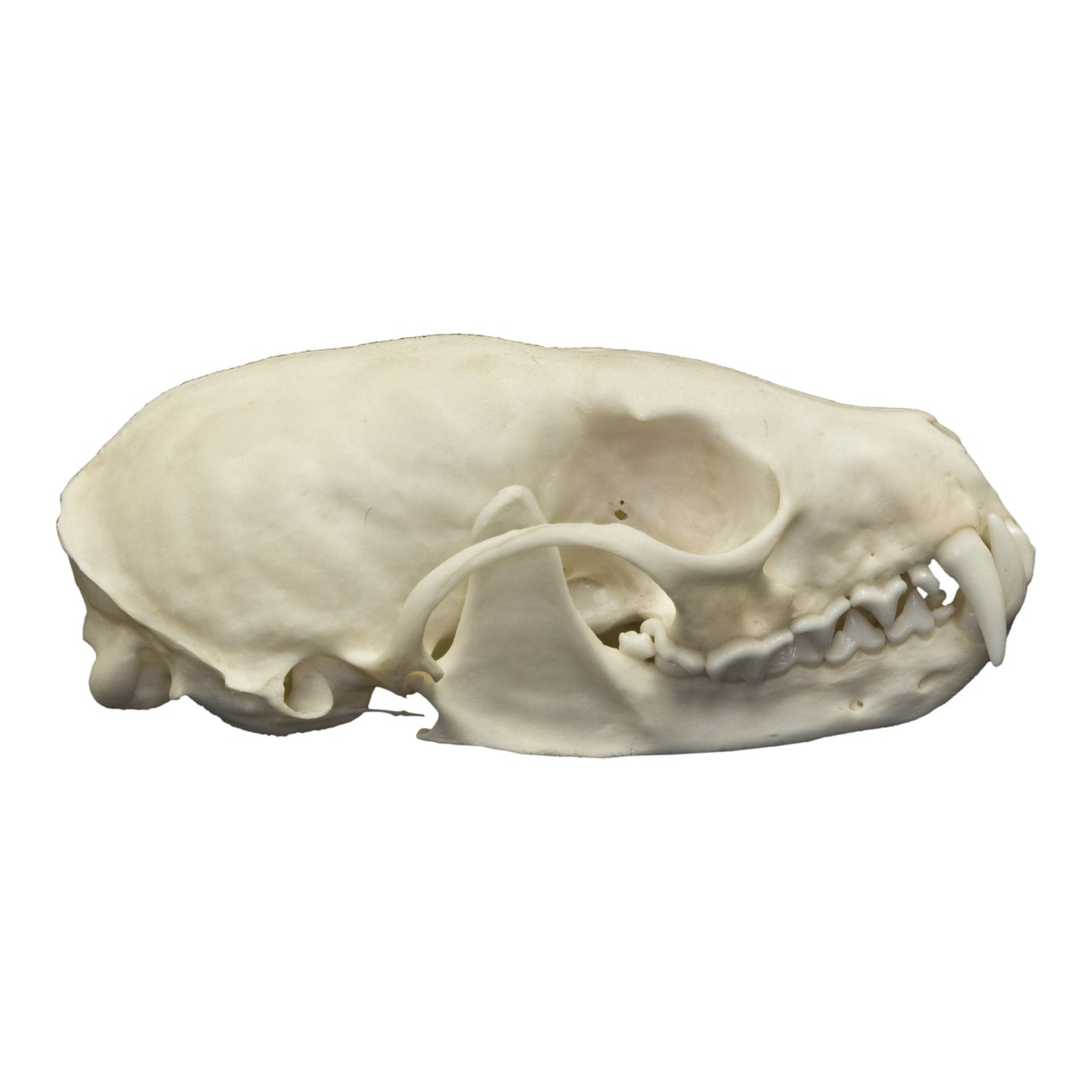 Real American Marten Skull