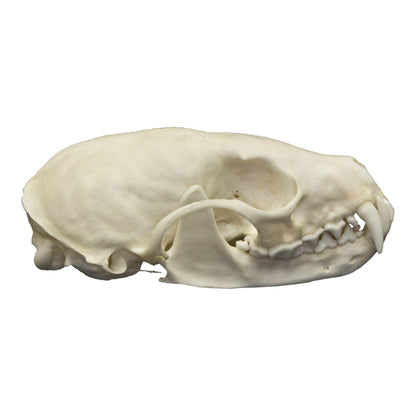 Real American Marten Skull