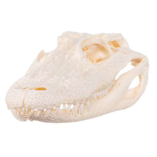 Real American Alligator Skull - 6 to 9 in.