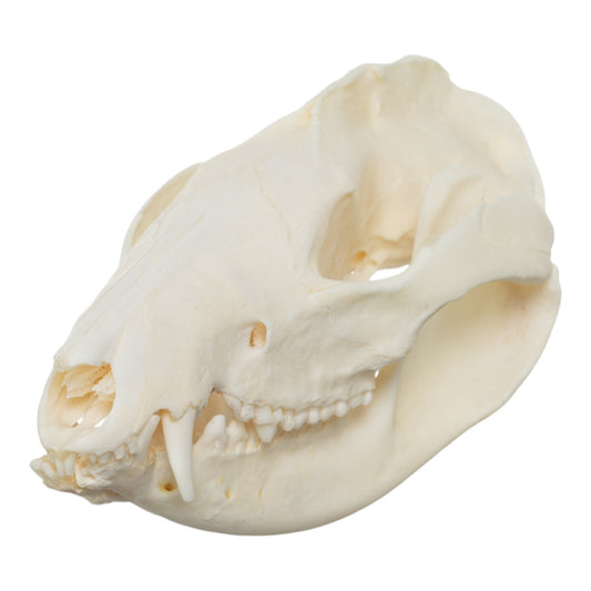 Real American Opossum Skull - Pathology