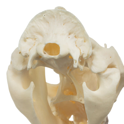 Real American Opossum Skull - Pathology
