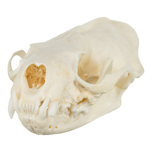 Real American Mink Skull - Periodontal