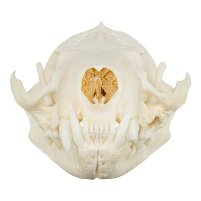 Real American Mink Skull - Periodontal