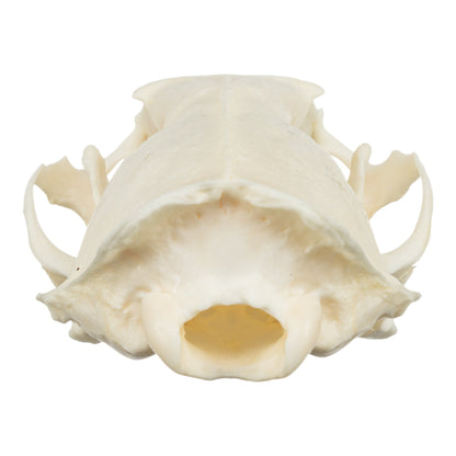 Real American Mink Skull - Periodontal