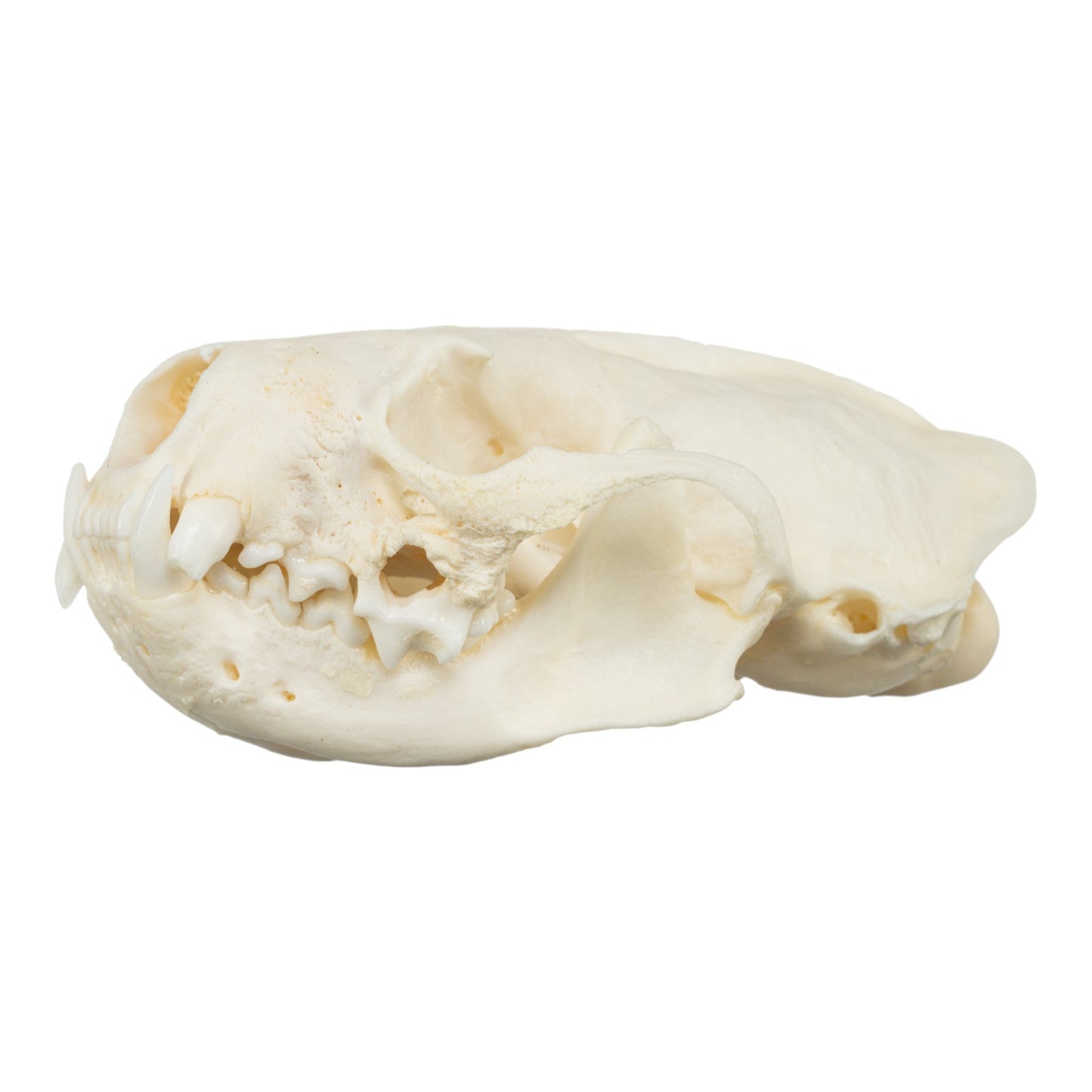 Real American Mink Skull - Periodontal