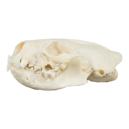 Real American Mink Skull - Periodontal
