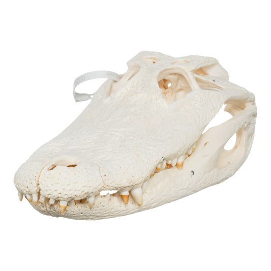 Real American Alligator Skull (15)