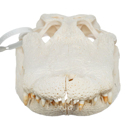 Real American Alligator Skull (15)