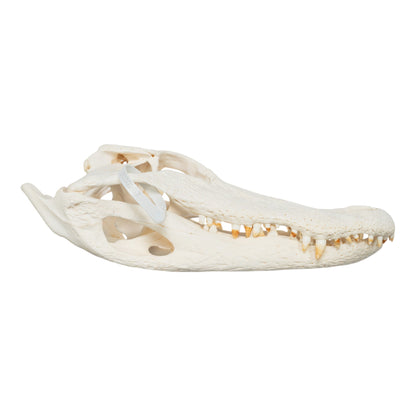 Real American Alligator Skull (15)