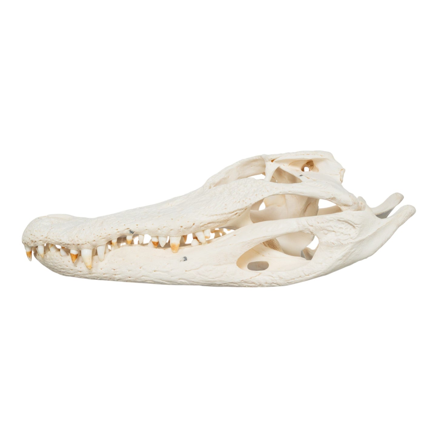 Real American Alligator Skull (15)
