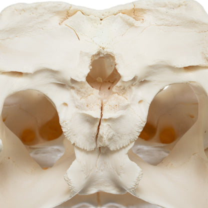 Real American Alligator Skull (15)